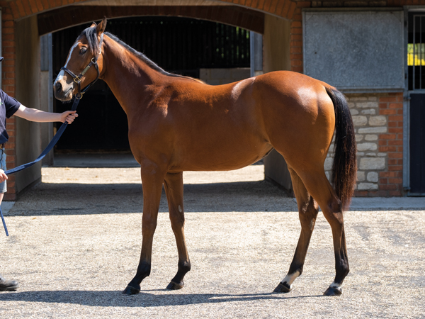  - Kingman ex Tribute Act filly - 15 June 2023-2