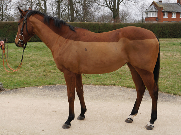  - Kingman ex Tribute Act filly - 31 January 2024