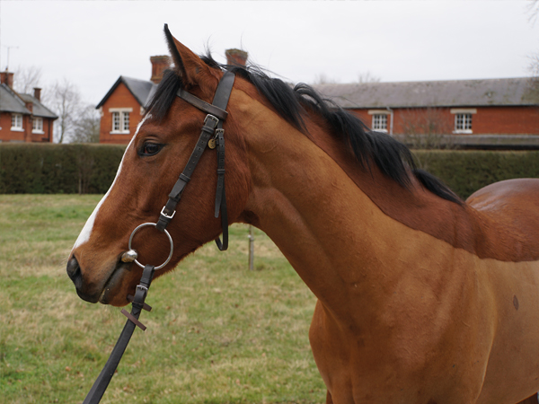  - Kingman ex Tribute Act filly - 31 January 2024