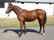 Camelot ex Zest filly - 9 August 22