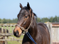 Sea The Moon ex Harmonica colt - 24 March 2022