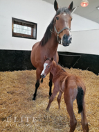 Tribute Act and her Kingman filly -  28 April 2022