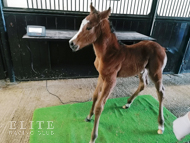 Kingman ex Tribute Act filly -  28 April 2022