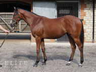Kingman ex Tribute Act filly - 13 September 2023