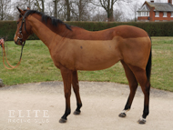 Kingman ex Tribute Act filly - 31 January 2024