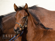 Territories ex Roubles filly  - 24 March 2022