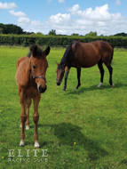 Farhh filly ex Affinity - 8 May 2020