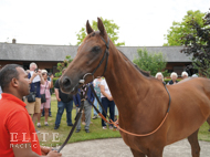 Viola - 23 June 2022