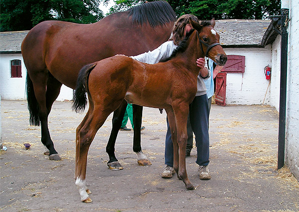  - Sadlers Wells ex Kalinka filly - June 2007