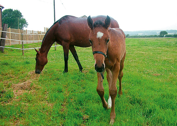  - Sadlers Wells ex Kalinka filly - July 2007 - 1