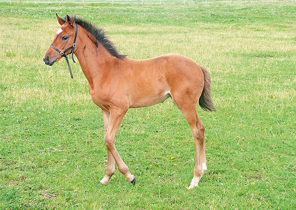  - Sadlers Wells ex Kalinka filly - July 2007 - 2