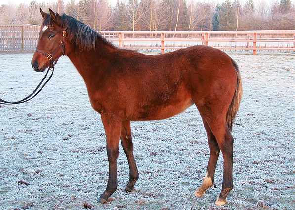  - Sadlers Wells ex Kalinka filly - December 2007