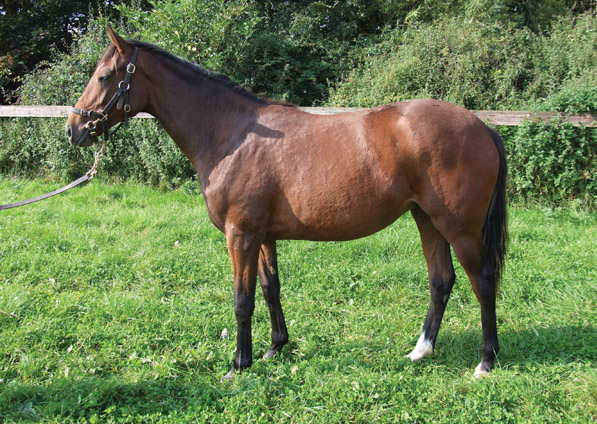  - Sadlers Wells ex Kalinka filly - July 2008