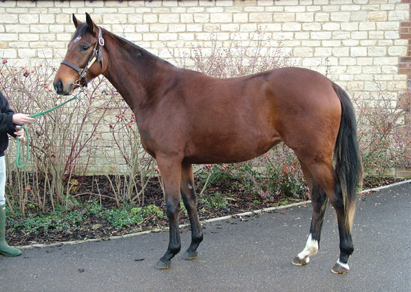  - Sadlers Wells ex Kalinka filly - December 2008