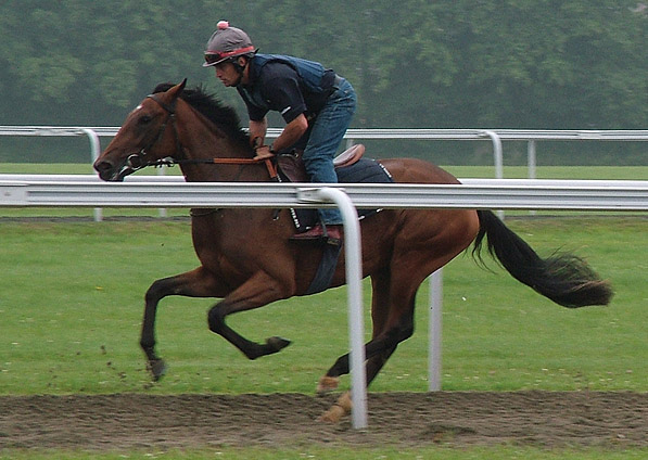  - Affinity on the gallops - August 2009