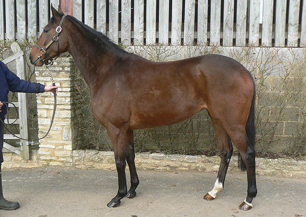  - Affinity at Kirtlington Stud - February 2011