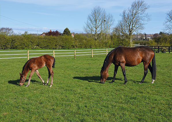  - Affinity and her Iffraaj filly - 30 April 2016