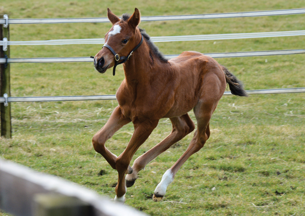  - Lope De Vega ex Affinity - 23 March 2018