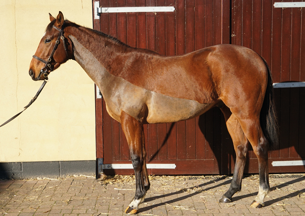  - Lope De Vega Yearling - 2 December 2019