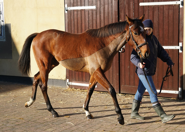  - Lope De Vega Yearling - 2 December 2019