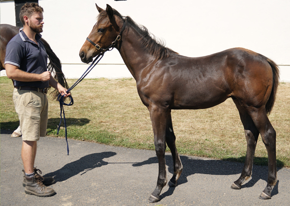  - Australia ex Shining Sea Colt - 9 August 22