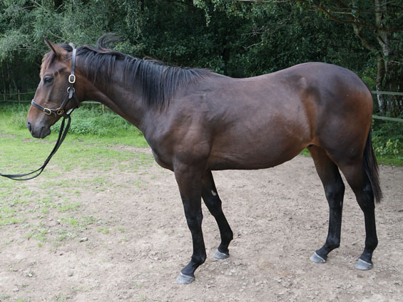  - Australia Ex Shining Sea Colt -20 July 2023