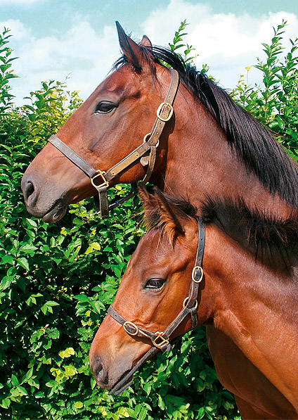  - Baralinka and her Marju foal (State Fair) - July 2007