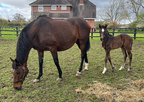  - Affinity and her Bated Breath colt - 17 April 2023