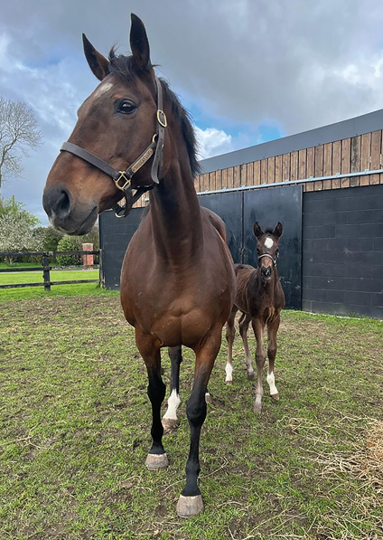  - Affinity and her Bated Breath colt - 17 April 2023