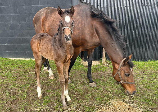  - Affinity and her Bated Breath colt - 17 April 2023