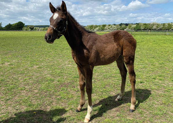  - Bated Breath ex Affinity colt - 25 May 2023
