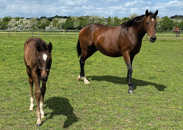 - Affinity and her Bated Breath colt - 25 May 2023