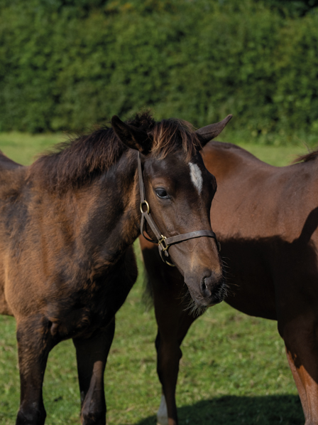  - Bated Breath ex Affinity colt - 25 July 2023