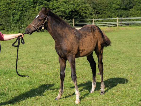  - Bated Breath ex Affinity colt - 25 July 2023