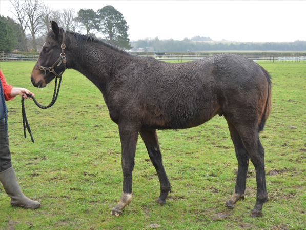  - Bated Breath ex Affinity colt - 14 February 2024