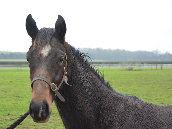  - Bated Breath ex Affinity colt - 14 February 2024