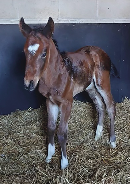  -  Bated Breath ex Marseille colt - 14 March 2022