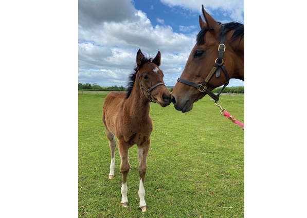  - Marseille and her Bated Breath colt - 27 May 2022
