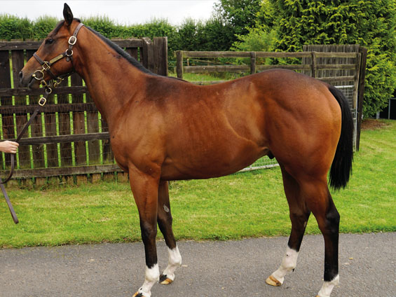  - Bated Breath ex Marseille colt - 20 July 2023