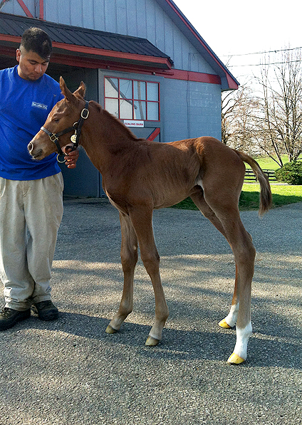  - More Than Ready ex Oceans Apart colt - March 2012