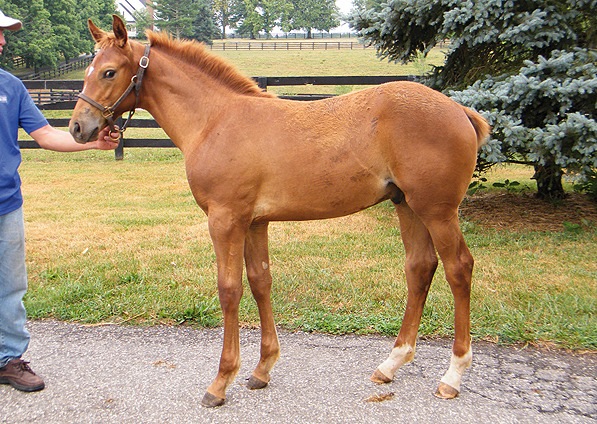  - More Than Ready ex Oceans Apart colt - July 2012