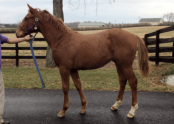  - More Than Ready ex Oceans Apart colt - December 2012