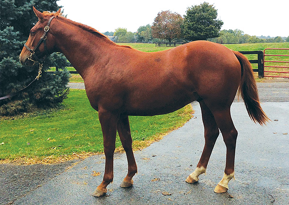  - More Than Ready ex Oceans Apart colt - October 2013