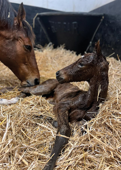  - Roubles and her Bobbys Kitten colt - 13 March 2023