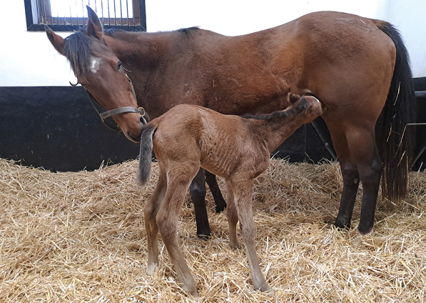  - Roubles and her Bobbys Kitten colt - 13 March 2023