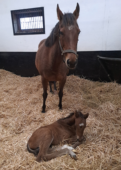  - Roubles and her Bobbys Kitten colt - 13 March 2023