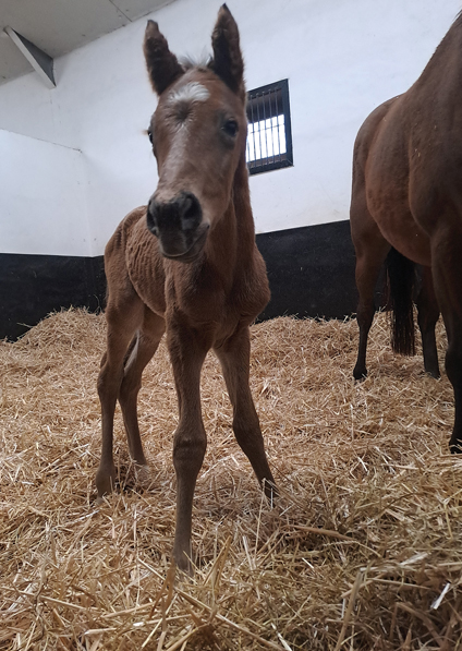  - Roubles and her Bobbys Kitten colt - 13 March 2023