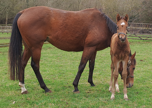  - Roubles and her Bobbys Kitten colt - 20 March 2023