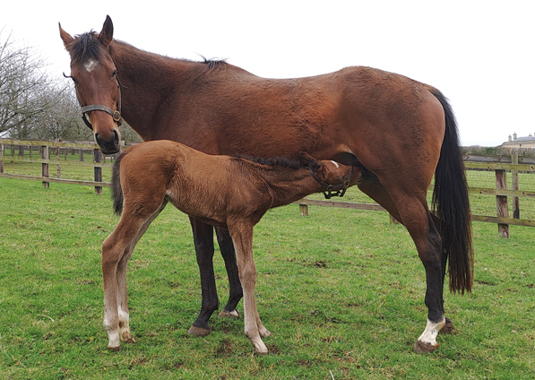  - Roubles and her Bobbys Kitten colt - 20 March 2023