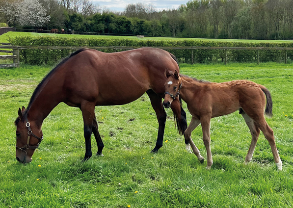  - Roubles and her Bobbys Kitten colt - 25 April 2023